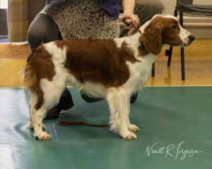 Puppy Dog